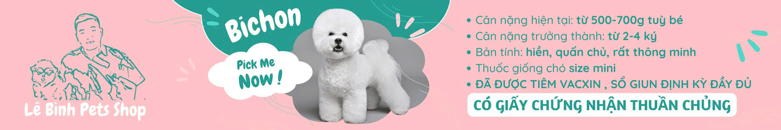 bichon