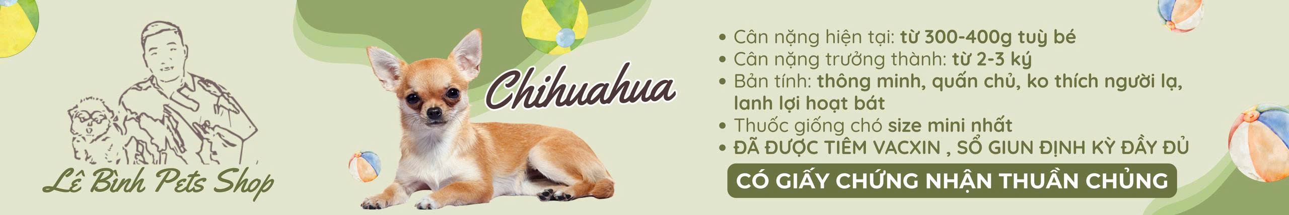 chihuahua