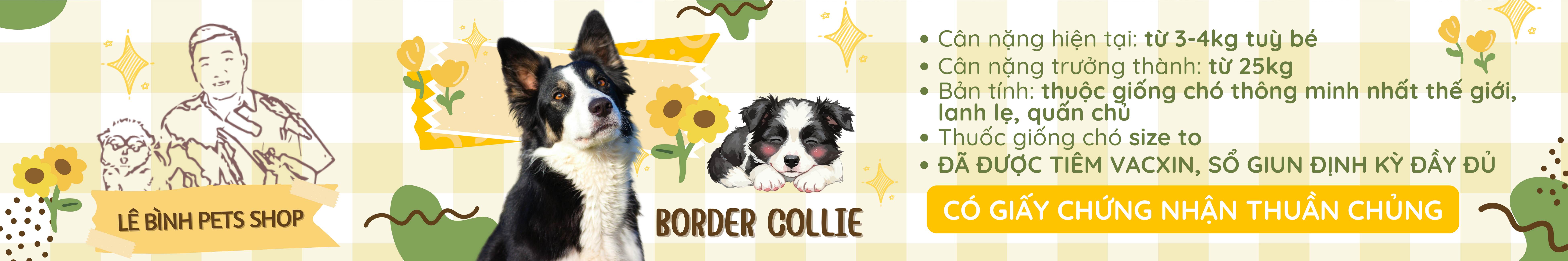 Border Colie
