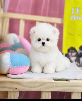 Bichon gấu vip