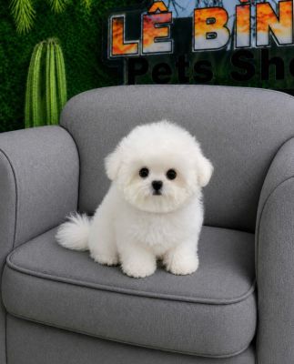 Bichon cái