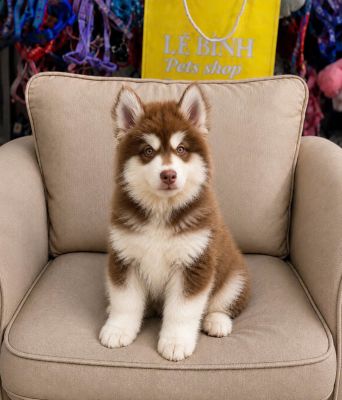 Alaska cái