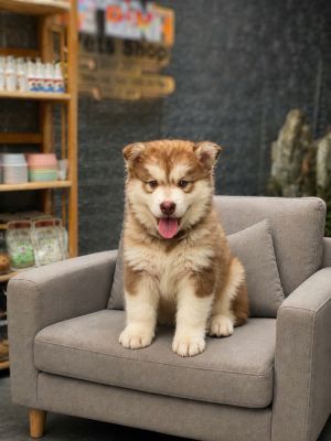 Alaska cái hồng phấm