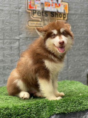 Alaska cái nâu đỏ( hết hàng )