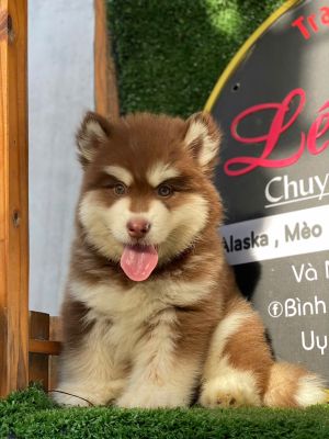 Alaska cái nâu đỏ