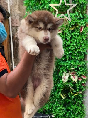 Alaska cái nâu đỏ ( hết hàng )