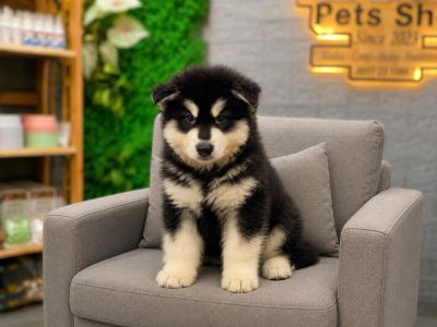 Alaska đen cái