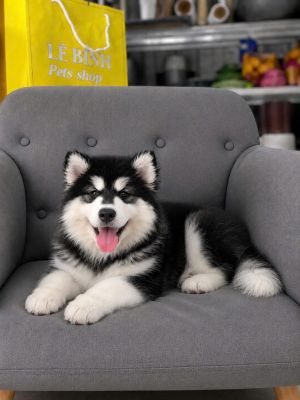 Alaska đen trắng đực