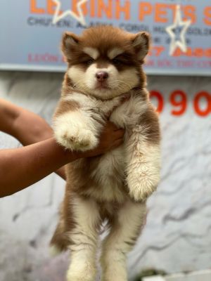 Alaska đực nâu đỏ