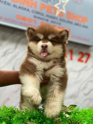 Alaska đực nâu đỏ