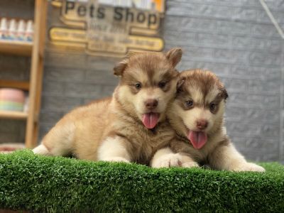 Alaska hồng phấn