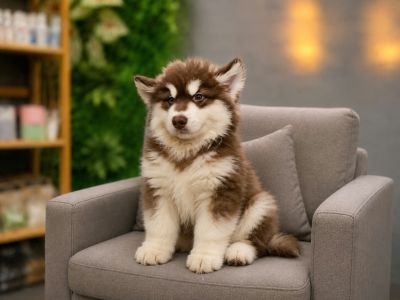 Alaska nâu cái