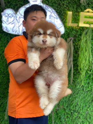 Alaska vip siêu khủng