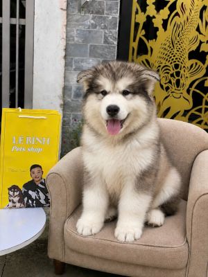 Alaska xám đực