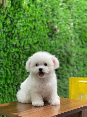 Bichon cái