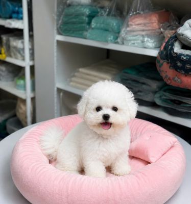 Bichon cái