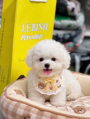 Bichon cái