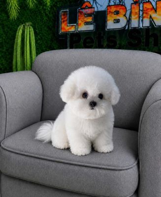 Bichon cái