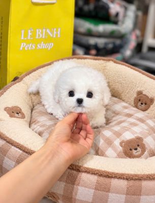 Bichon cái vip
