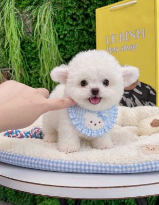 Bichon cái vip