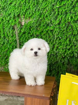 Bichon đực