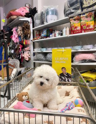 Bichon đực ( size tiêu chuẩn )