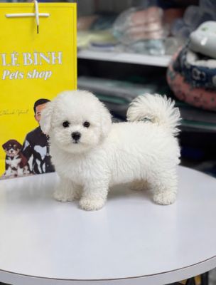 Bichon đực