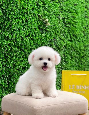 Bichon đực