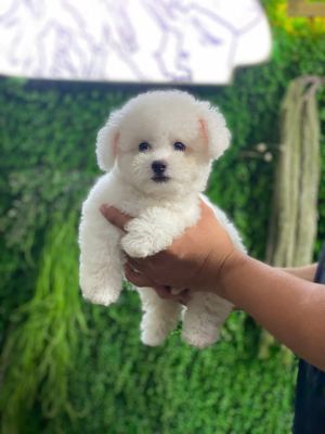 Bichon đực ( hết hàng )