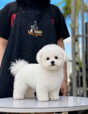 Bichon đực vip