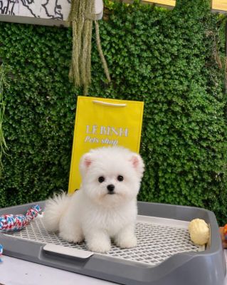Bichon đực vip