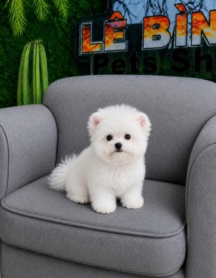 Bichon gấu vip