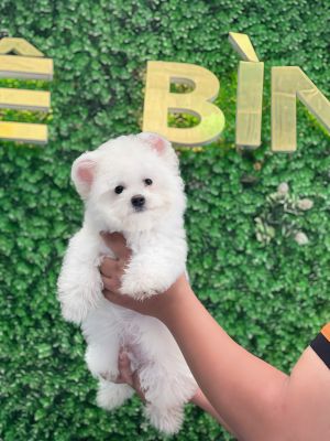 Bichon tai gấu