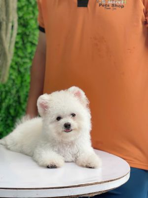 Bichon tai gấu