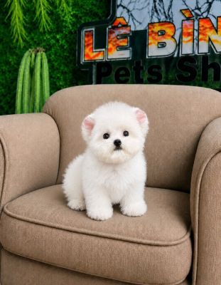 Bichon tai gấu cái