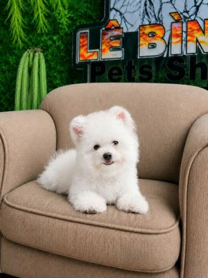 Bichon tai gấu đực