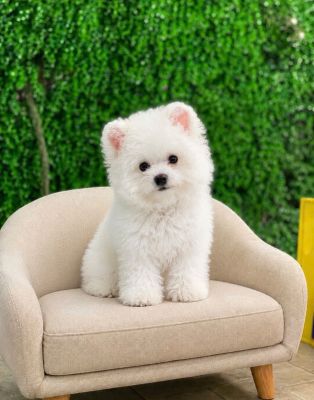 Bichon tai gấu đực