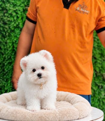 Bichon tai gấu tiêu chuẩn