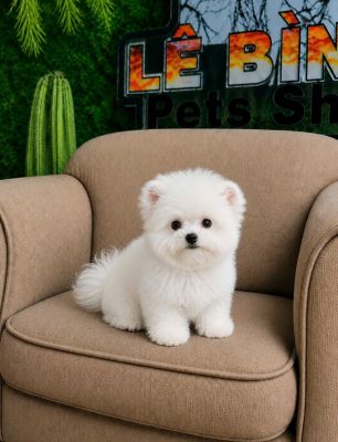 Bichon tai gấu vip