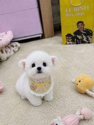 Bichon vip pro