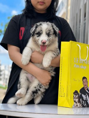 blue merle