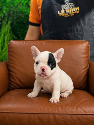Bò sữa hải tặc