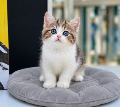 Brown Tabby & White