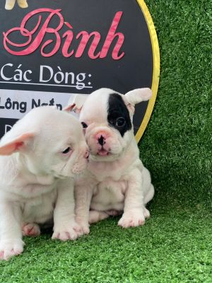 Bull pháp bò sữa