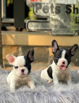 Bull pháp bò sữa cái