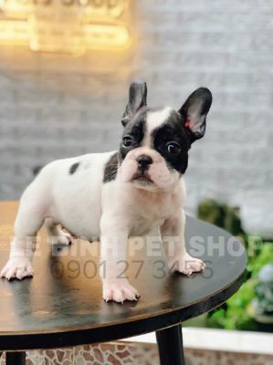 Bull pháp bò sữa đực