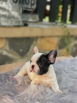 Bull pháp đực bò sữa