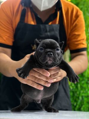 Bully đen