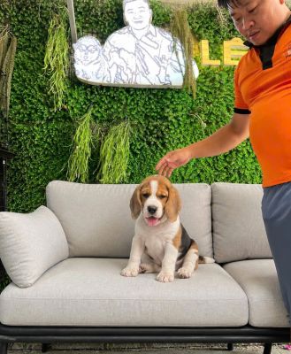 Chó săn thỏ Beagle Cái