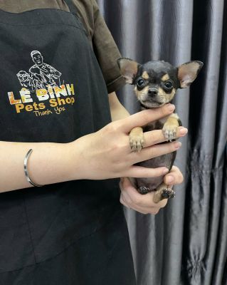 Chihuahua đen cái teacup